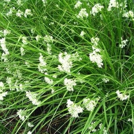 Ожика снежно-белая Лузула (Luzula nivea 'Luzula')