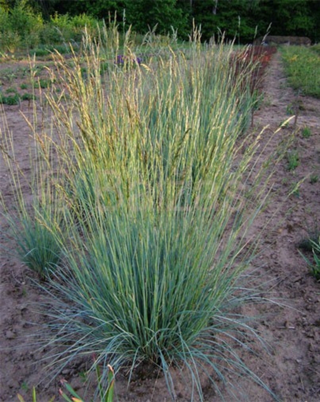 Овсец вечнозеленый Геликтотрихон (Helictotrichon sempervirens 'Helictotrichon')