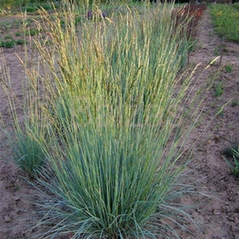 Овсец вечнозеленый Геликтотрихон (Helictotrichon sempervirens 'Helictotrichon')