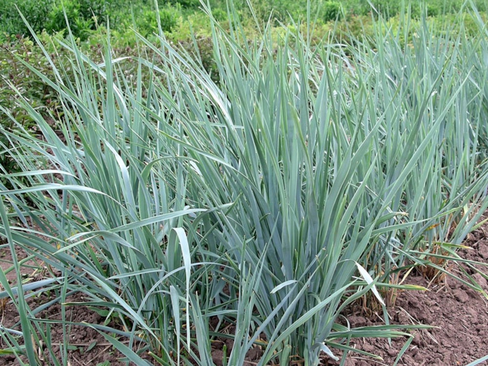Колосняк гигантский Элимус (Leymus giganteus 'Elymus')