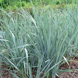 Колосняк гигантский Элимус (Leymus giganteus 'Elymus')