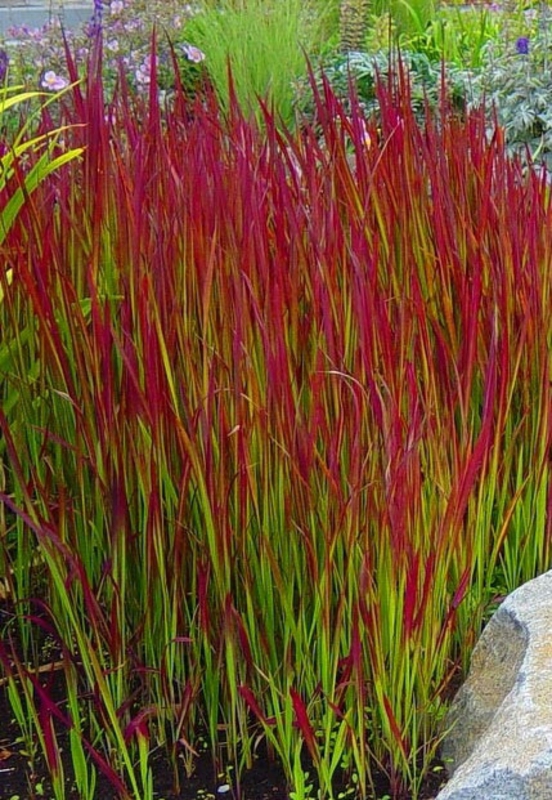 Императа цилиндрическая Ред Барон (Imperata cylindrica 'Red Baron')