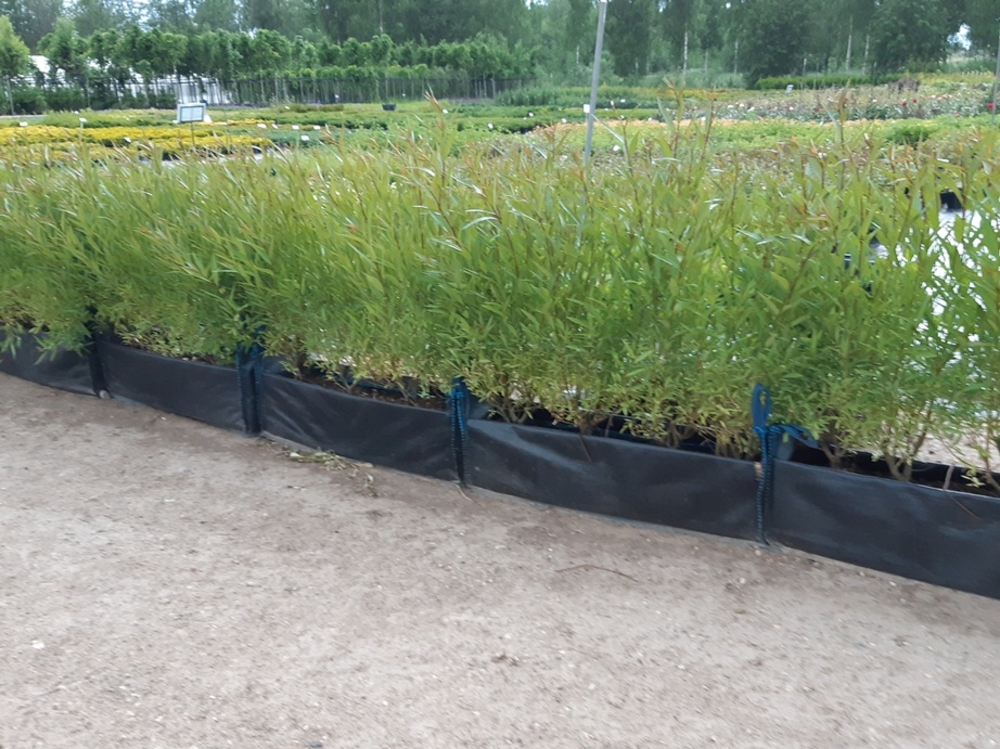 Ива ломкая Буллата (Salix fragilis 'Bullata')