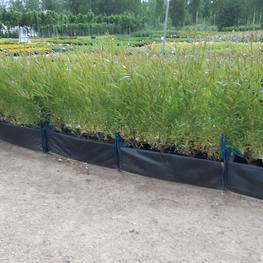 Ива ломкая Буллата (Salix fragilis 'Bullata')