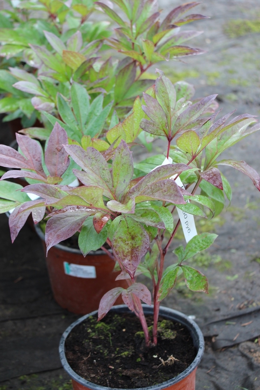 Пион травянистый Пиония (Paeonia 'Paeonia')