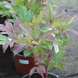 Пион травянистый Пиония (Paeonia 'Paeonia')