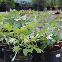 Пион травянистый Пиония (Paeonia 'Paeonia')