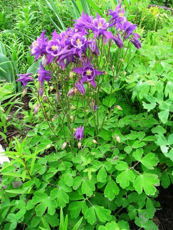 Аквилегия гибридная Аквилегия (Aquilegia × hybrida 'Aquilegia')