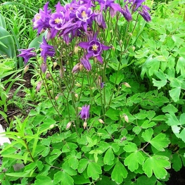 Аквилегия гибридная Аквилегия (Aquilegia × hybrida 'Aquilegia')