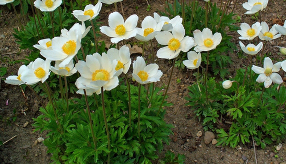 Анемона лесная Анемона (Anemone sylvestris 'Anemone')