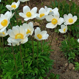 Анемона лесная Анемона (Anemone sylvestris 'Anemone')