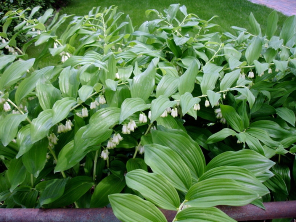 Купена многоцветковая Полигонатум (Polygonatum multiflorum 'Polygonatum')