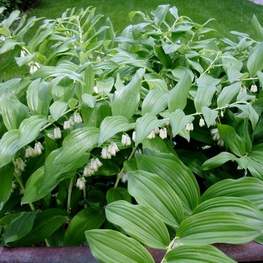 Купена многоцветковая Полигонатум (Polygonatum multiflorum 'Polygonatum')