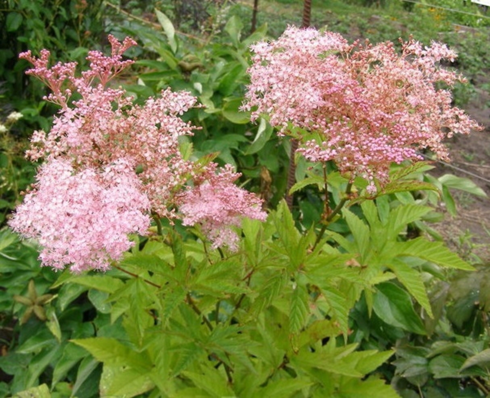 Лабазник красный Филипендула (Filipendula rubra 'Filipendula')