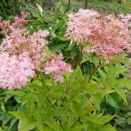 Лабазник красный Филипендула (Filipendula rubra 'Filipendula')