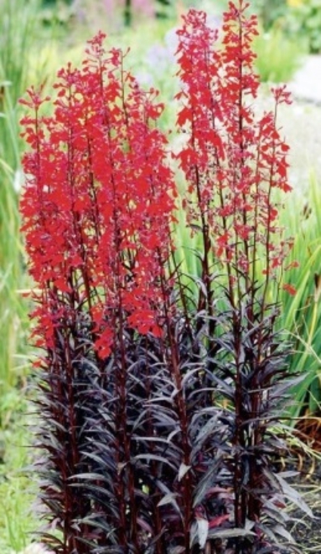 Лобелия блестящая Лобелия фульгида (Lobelia fulgida 'Lobelia fulgida')