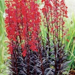 Лобелия блестящая Лобелия фульгида (Lobelia fulgida 'Lobelia fulgida')