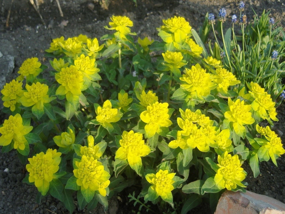 Молочай многоцветковый Эуфорбия (Euphorbia polychroma 'Euphorbia')