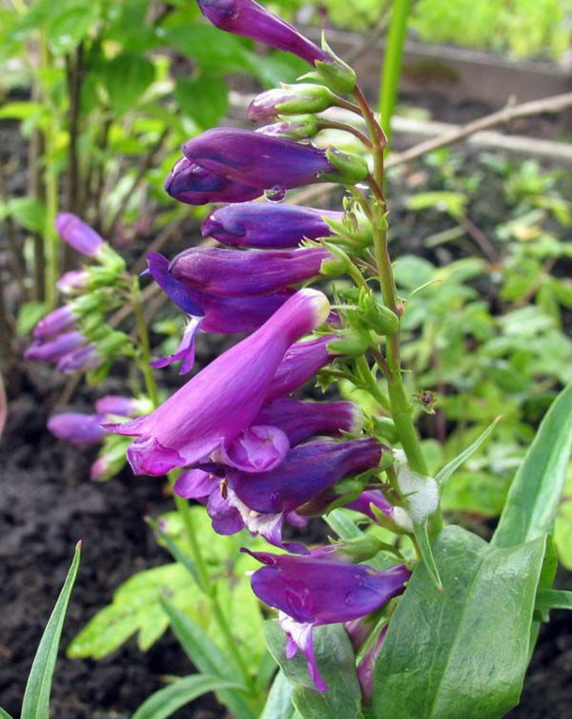Пенстемон рупикола Пенстемон (Penstemon rupicola 'Penstemon')
