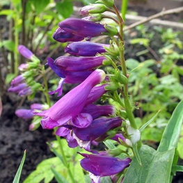 Пенстемон рупикола Пенстемон (Penstemon rupicola 'Penstemon')