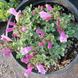 Пенстемон рупикола Пенстемон (Penstemon rupicola 'Penstemon')