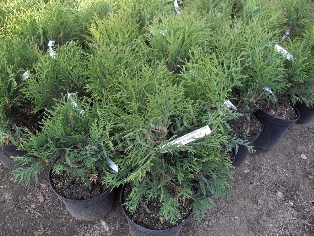 Туя западная Грин Глоб (Thuja occidentalis 'Green Globe')