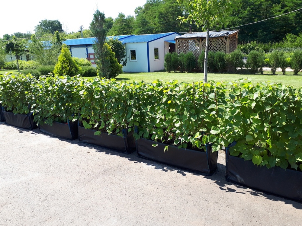 Липа мелколистная (Tilia cordata)
