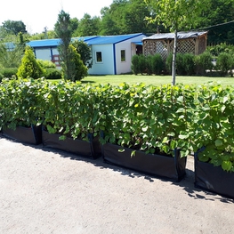 Липа мелколистная (Tilia cordata)