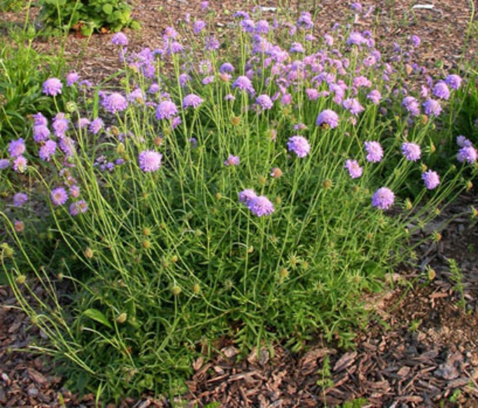 Скабиоза голубиная Скабиоза (Scabiosa columbaria 'Scabiosa')