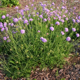 Скабиоза голубиная Скабиоза (Scabiosa columbaria 'Scabiosa')