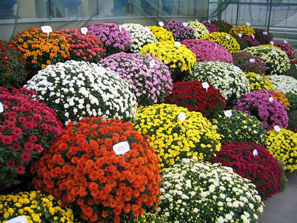 Хризантема Хризантемум (Chrysanthemum 'Chrysanthemum')
