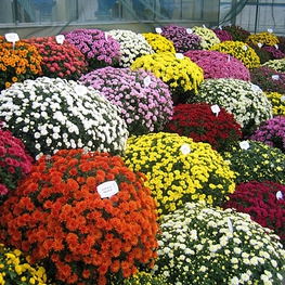 Хризантема Хризантемум (Chrysanthemum 'Chrysanthemum')