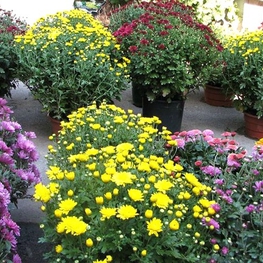 Хризантема Хризантемум (Chrysanthemum 'Chrysanthemum')