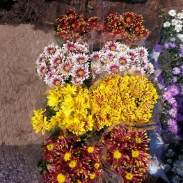 Хризантема Хризантемум (Chrysanthemum 'Chrysanthemum')