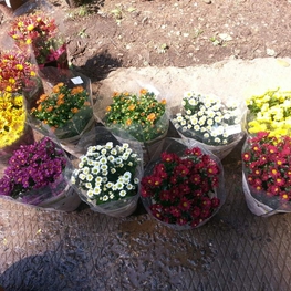 Хризантема Хризантемум (Chrysanthemum 'Chrysanthemum')