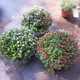 Хризантема Хризантемум (Chrysanthemum 'Chrysanthemum')