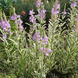 Физостегия виргинская Вариегата (Physostegia virginiana 'Variegata')
