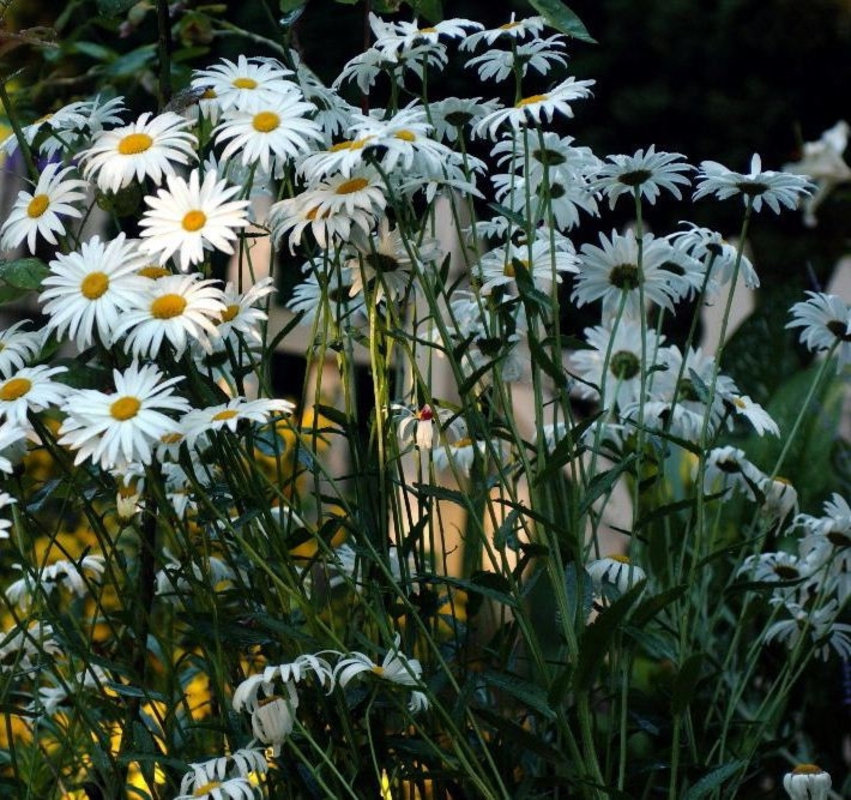 Нивяник наибольший Леукантемум (Leucanthemum maximum 'Leacanthemum')