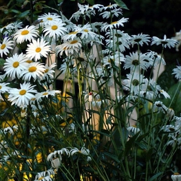 Нивяник наибольший Леукантемум (Leucanthemum maximum 'Leacanthemum')