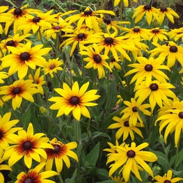 Рудбекия блестящая Рудбекия (Rudbeckia fulgida 'Rudbeckia')