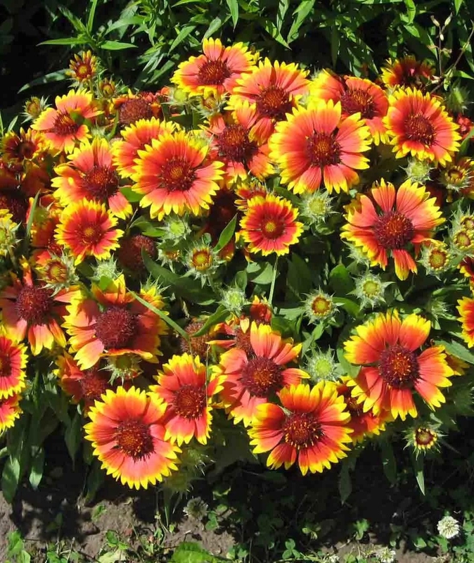 Гайлардия остистая Гоблин (Gaillardia aristata 'Goblin')