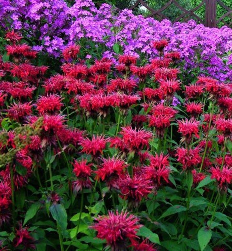 Монарда гибридная Махогани (Monarda × hybrida 'Mahogany')