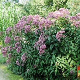 Посконник пятнистый Атропурпуреум (Eutrochium maculatum 'Atropurpureum')