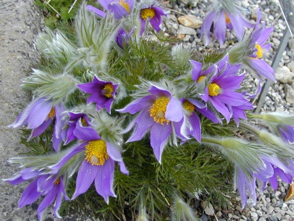 Прострел обыкновенный Пульсатилла (Pulsatilla vulgaris 'Pulsatilla')