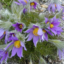 Прострел обыкновенный Пульсатилла (Pulsatilla vulgaris 'Pulsatilla')