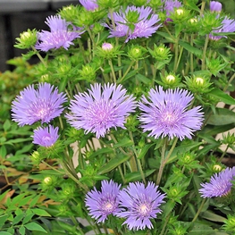 Стокезия гладкая Стокезия (Stokesia laevis 'Stokesia')