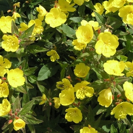 Энотера четырехугольная Энотера (Oenothera tetragona 'Oenothera')