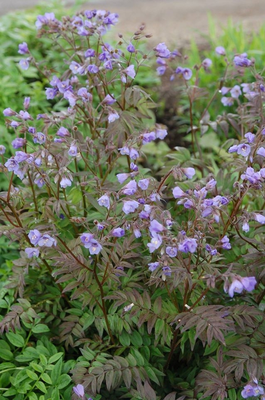 Синюха голубая Хевен (Polemonium caeruleum 'Heaven')