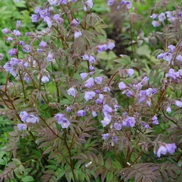 Синюха голубая Хевен (Polemonium caeruleum 'Heaven')