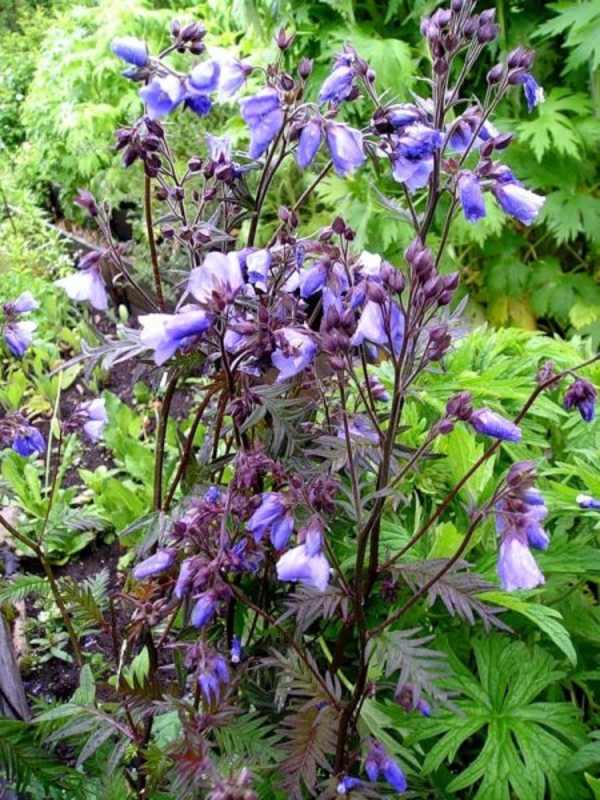 Синюха иезонская Перпл Рейн (Polemonium yezoense 'Purple Rain')